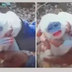 Tim Relawan Selamatkan Bayi Surili di Tengah Karhutla Gunung Ciremai